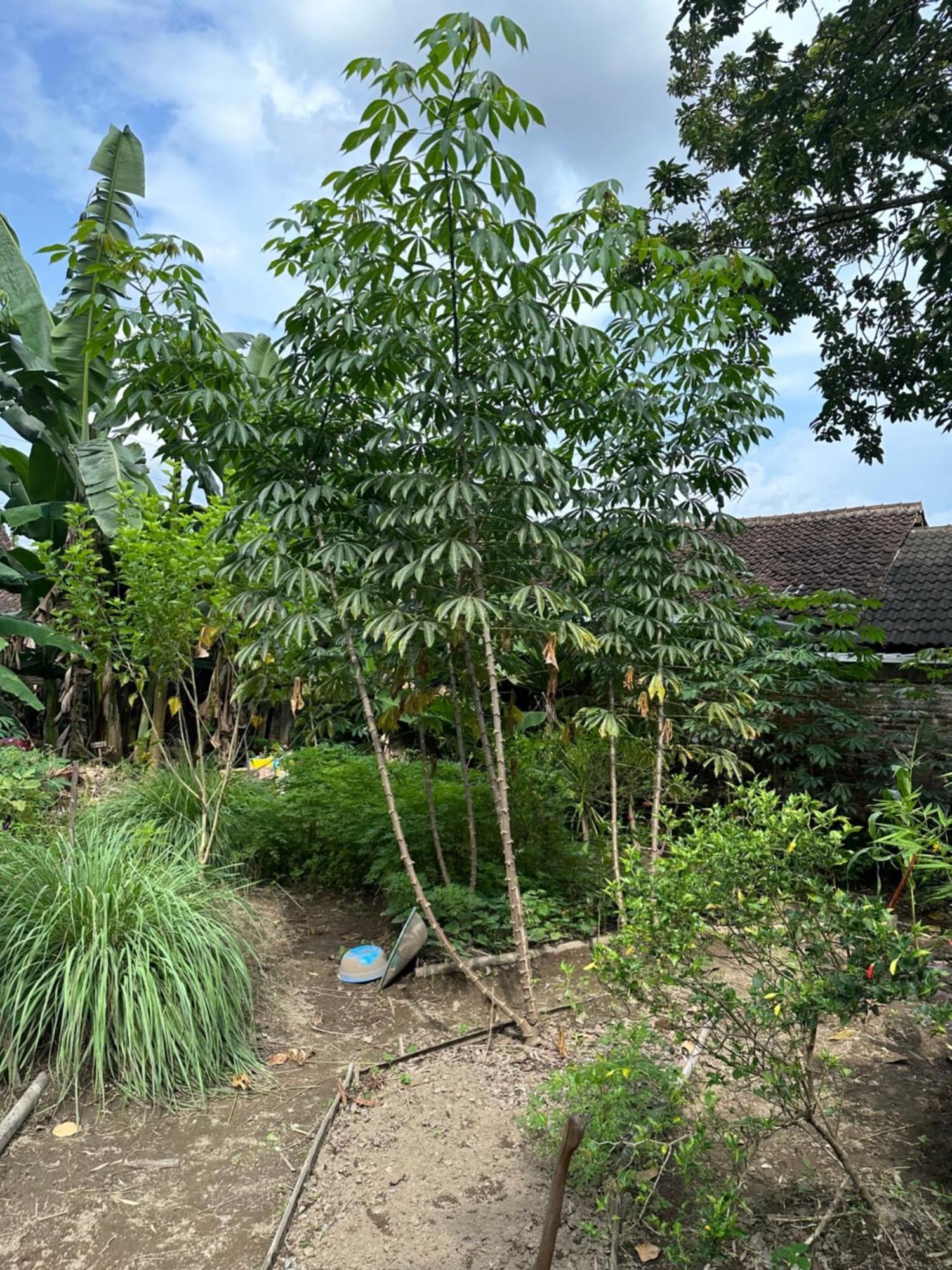 Tanjungtirto Ohmmstay - Rumah Pendopo מראה חיצוני תמונה